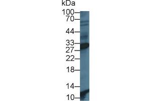 Western Blot; Sample: Human Hela cell lysate; Primary Ab: 1µg/ml Rabbit Anti-Human PGAM2 Antibody Second Ab: 0. (PGAM2 antibody  (AA 1-236))
