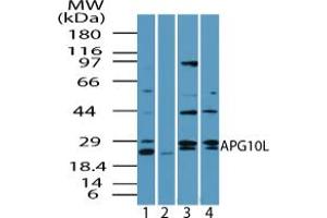 Image no. 2 for anti-Autophagy Related 10 (ATG10) (AA 1-50) antibody (ABIN960090) (ATG10 antibody  (AA 1-50))