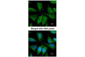 ICC/IF Image Immunofluorescence analysis of paraformaldehyde-fixed HeLa, using FGD4, antibody at 1:200 dilution. (FGD4 antibody)
