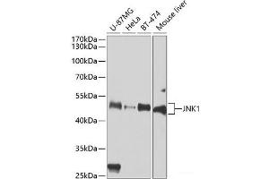 Western blot analysis of extracts of various cell lines using JNK1 Polyclonal Antibody at dilution of 1:1000. (JNK antibody)