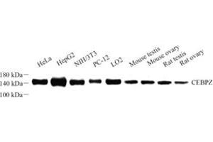 Western blot analysis of CEBPZ (ABIN7073360) at dilution of 1: 500