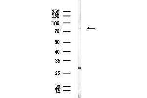 anti-Protein Kinase C, eta (PRKCH) (N-Term) antibody