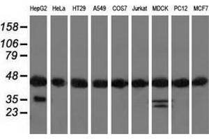 Western blot analysis of extracts (35 µg) from 9 different cell lines by using anti-DNAJA2 monoclonal antibody. (DNAJA2 antibody)