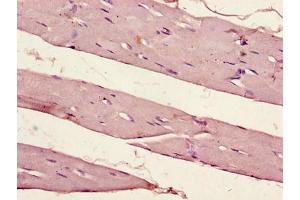 Immunohistochemistry of paraffin-embedded human skeletal muscle tissue using ABIN7162903 at dilution of 1:100 (PER1 antibody  (AA 1-294))