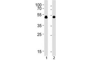 VASP antibody western blot analysis with 1) HUVEC and 2) THP-1 lysate