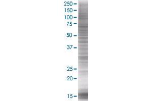 ID3 transfected lysate. (ID3 293T Cell Transient Overexpression Lysate(Denatured))