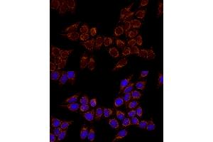 Immunofluorescence analysis of HeLa cells using TSFM Rabbit mAb (ABIN7271021) at dilution of 1:100 (40x lens). (TSFM antibody)