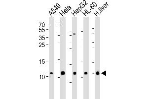 Western blot analysis of lysates from A549, Hela, HepG2, HL-60 cell line and human liver tissue lysate(from left to right), using COX6B1 Antibody (N-term) (ABIN6243632 and ABIN6577406). (COX6B1 antibody  (N-Term))