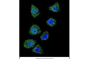 Confocal immunofluorescent analysis of TOP1 Antibody (N-term) (ABIN657818 and ABIN2846785) with Hela cell followed by Alexa Fluor 488-conjugated goat anti-rabbit lgG (green). (Topoisomerase I antibody  (N-Term))