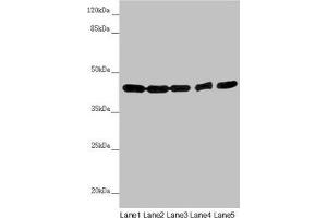 Western blot All lanes: EIF3M antibody at 2. (Eukaryotic Translation Initiation Factor 3, Subunit M (EIF3M) (AA 1-374) antibody)