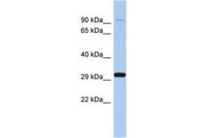 Image no. 1 for anti-Endonuclease G (ENDOG) (C-Term) antibody (ABIN6743614)
