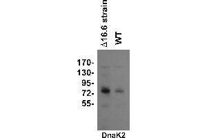 Image no. 1 for anti-Chaperone Protein DnaK (DNAK2) antibody (ABIN334577) (DNAK2 antibody)