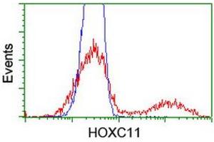 Image no. 3 for anti-Homeobox C11 (HOXC11) (AA 1-304) antibody (ABIN1490735)