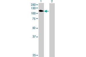 Western Blot analysis of FLT1 expression in transfected 293T cell line by FLT1 MaxPab polyclonal antibody. (FLT1 antibody  (AA 1-687))
