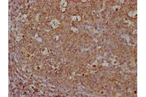 IHC image of ABIN7167502 diluted at 1:500 and staining in paraffin-embedded human tonsil tissue performed on a Leica BondTM system. (CD45 antibody  (AA 24-575))