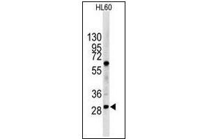 Western blot analysis of LIN28B in HL60 cell line lysates (35 µg/lane). (LIN28B antibody  (N-Term))
