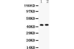 Anti- Cystathionase Picoband antibody, Western blottingAll lanes: Anti Cystathionase  at 0. (CTH antibody  (AA 181-398))
