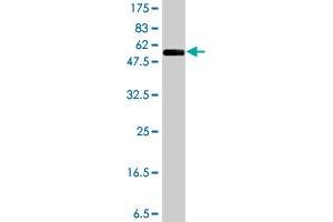 Western Blot detection against Immunogen (54. (NR0B2 antibody  (AA 1-257))