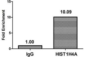 Chromatin Immunoprecipitation Hela (4*10 6 , treated with 30 mM sodium butyrate for 4h) were treated with Micrococcal Nuclease, sonicated, and immunoprecipitated with 8 μg anti-HIST1H4A (ABIN7139167) or a control normal rabbit IgG. (HIST1H4A antibody  (acLys16))