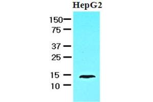 Western Blotting (WB) image for anti-Fatty Acid Binding Protein 1, Liver (FABP1) antibody (ABIN361051) (FABP1 antibody)