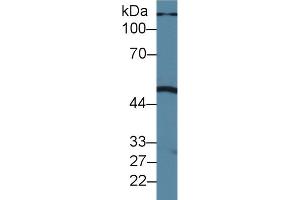 Western blot analysis of Pig Liver lysate, using Human PLA1 Antibody (1. (PLA1A antibody  (AA 309-452))