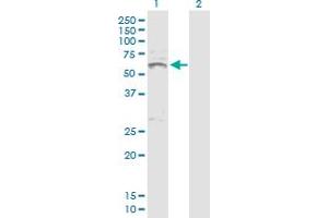 Western Blot analysis of INHBA expression in transfected 293T cell line by INHBA MaxPab polyclonal antibody. (INHBA antibody  (AA 1-426))