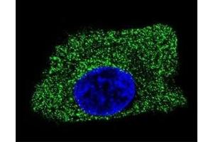 Confocal immunofluorescent analysis of LAMP2 antibody with HepG2 cells followed by Alexa Fluor 488-conjugated goat anti-mouse lgG (green). (LAMP2 antibody)