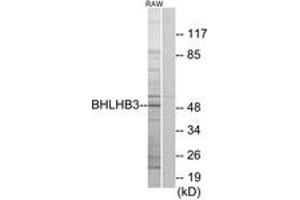 Western blot analysis of extracts from RAW264. (BHLHE41 antibody  (AA 1-50))