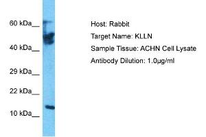 Host: Rabbit Target Name: KLLN Sample Tissue: Human ACHN Whole Cell Antibody Dilution: 1ug/ml