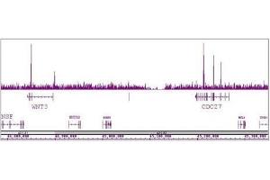 TCF7L1 / TCF3 antibody (pAb) tested by ChIP-Seq.