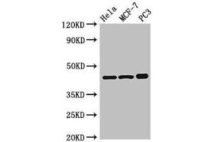 Western Blot Positive WB detected in: Hela whole cell lysate, MCF-7 whole cell lysate, PC-3 whole cell lysate All lanes: PRKAR2A antibody at 2. (PRKAR2A antibody  (Regulatory Subunit))