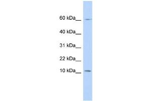 WB Suggested Anti-PI3 Antibody Titration:  0.