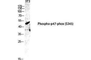Western Blot (WB) analysis of 3T3 lysis using Phospho-p47-phox (S345) antibody.
