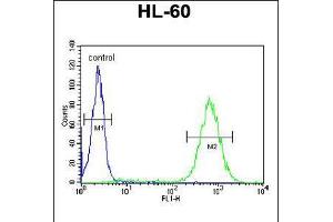 Flow cytometric analysis of HL-60 cells (right histogram) compared to a negative control cell (left histogram). (BHLHE22 antibody  (AA 236-264))