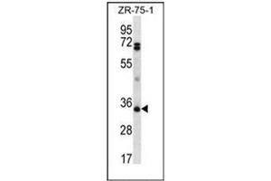 Western blot analysis of CD273 / PDL2 Antibody (N-term) Cat. (PDCD1LG2 antibody  (N-Term))