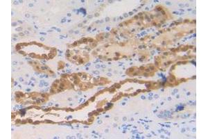 IHC-P analysis of Human Kidney Tissue, with DAB staining. (S100A2 antibody  (AA 2-98))