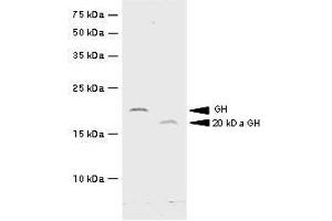 Recombinant hGH and 20kDa hGH were resolved by electrophoresis, transferred to PVDF membrane and probed with anti-hGH(1:500).