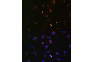 Immunofluorescence analysis of L929 cells using VD antibody (ABIN7271335). (VDAC1 antibody)