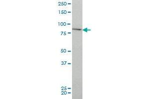 IKK alpha antibody  (AA 646-745)