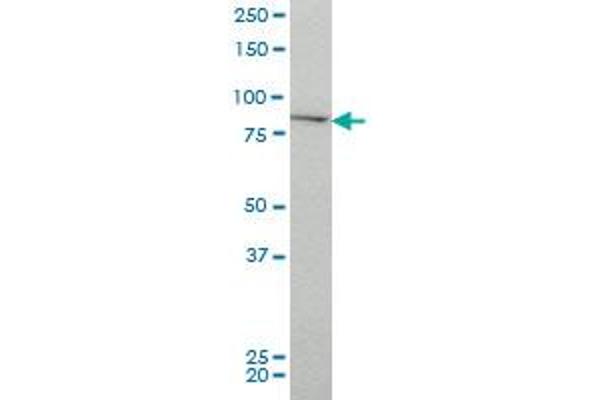 IKK alpha antibody  (AA 646-745)