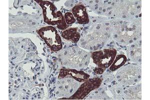 Immunohistochemical staining of paraffin-embedded Human Kidney tissue using anti-ERI1 mouse monoclonal antibody. (ERI1 antibody)