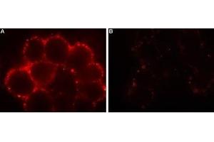 Expression of Orai1 in HEK-293 transfected cells - Cell surface detection of Orai1 in intact living HEK-293 cells expressing Orai1. (ORAI1 antibody  (Extracellular))