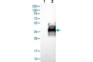 Western blot analysis of Lane 1: Negative control (vector only transfected HEK293T lysate), Lane 2: Over-expression Lysate (Co-expressed with a C-terminal myc-DDK tag (~3. (LAMP5 antibody)