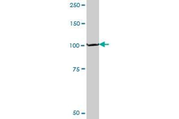 PEX6 antibody  (AA 881-980)