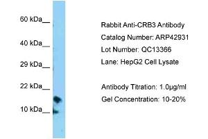 Western Blotting (WB) image for anti-Crumbs Homolog 3 (CRB3) (N-Term) antibody (ABIN970447) (CRB3 antibody  (N-Term))