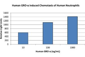 SDS-PAGE of Human Gro Alpha (CXCL1) Recombinant Protein Bioactivity of Human Gro Alpha (CXCL1) Recombinant Protein. (CXCL1 Protein)