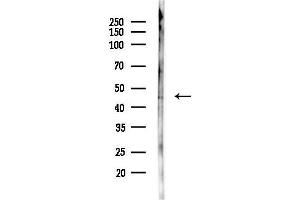 anti-Proteasome (Prosome, Macropain) 26S Subunit, ATPase, 5 (PSMC5) (Internal Region) antibody