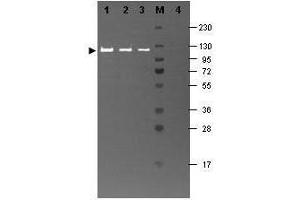 Western Blotting (WB) image for Hamster Complement (Lyophilized) With Diluent (ABIN925155) (Hamster Complement (Lyophilized) With Diluent)