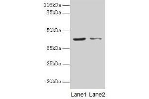 Western blot All lanes: MAPK13 antibody at 2 μg/mL Lane 1: Hela whole cell lysate Lane 2: A549 whole cell lysate Secondary Goat polyclonal to rabbit IgG at 1/10000 dilution Predicted band size: 43, 29 kDa Observed band size: 43 kDa (MAPK13 antibody  (AA 1-365))