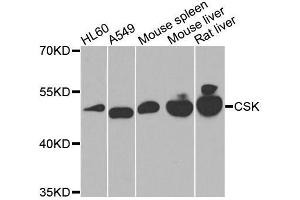 Western blot analysis of extracts of various cell lines, using CSK antibody. (CSK antibody  (AA 241-450))